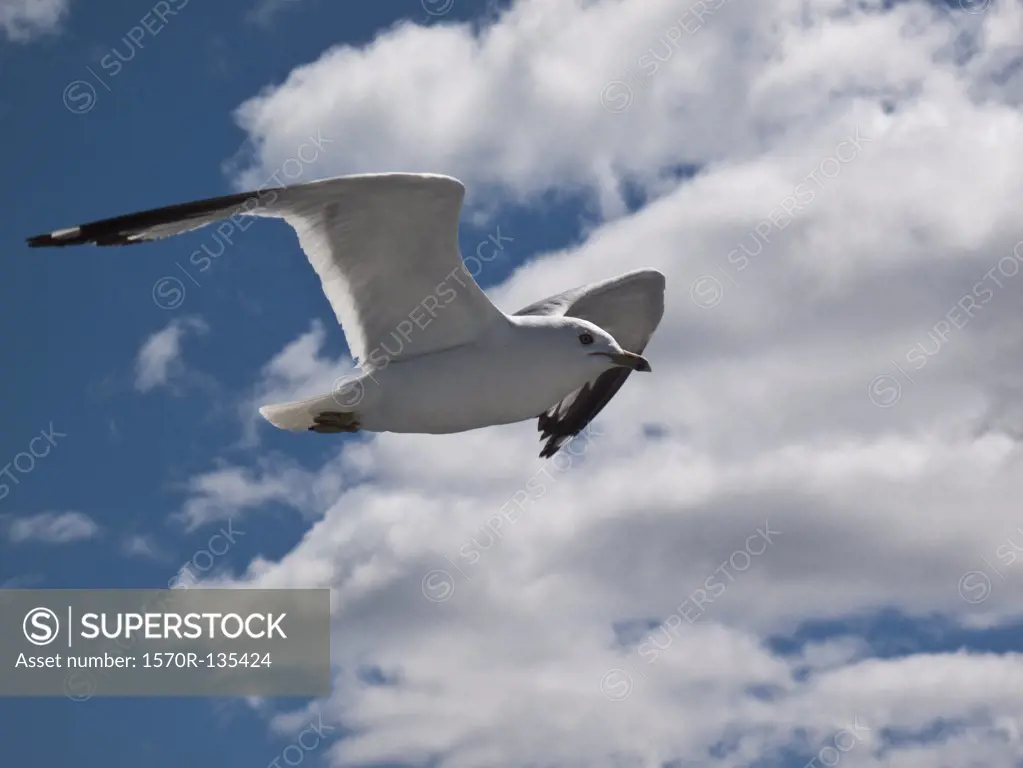 A seagull in mid-air