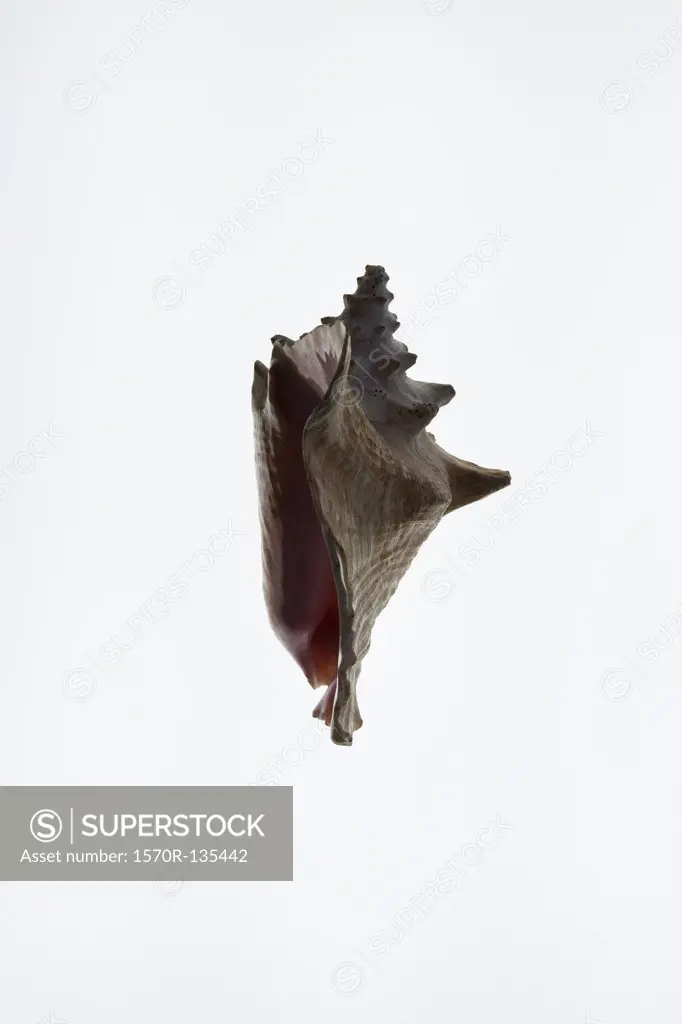 A conch shell, side view