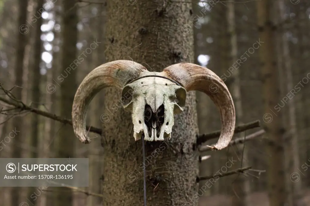 Ram skull on tree.
