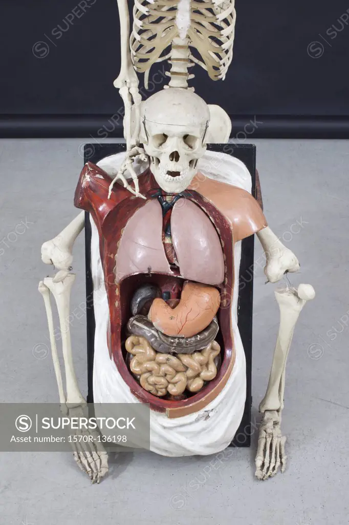 Skeleton and human organs.