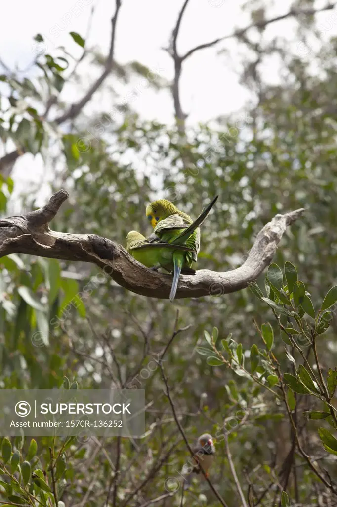 Two Budgerigars on a tree branch, Fitzroy Island, Australia