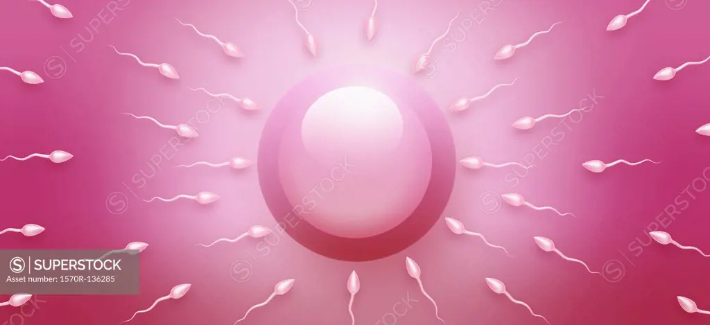 Sperm swimming towards an ovum, directly above