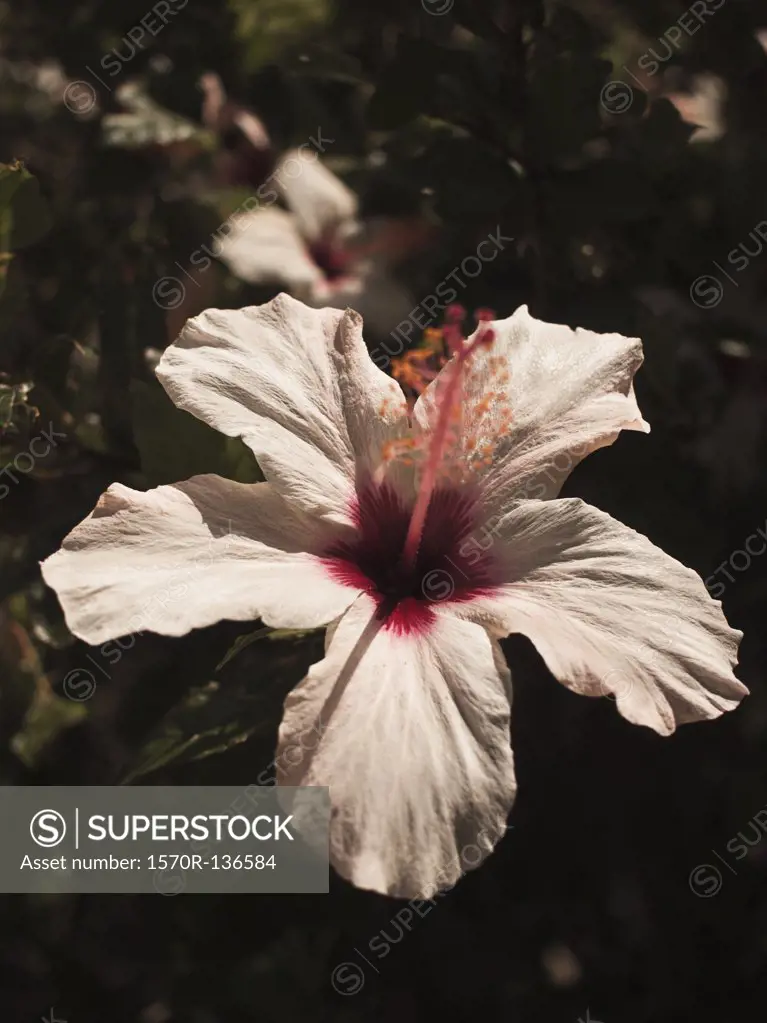 Close up of hibiscus bloom flower