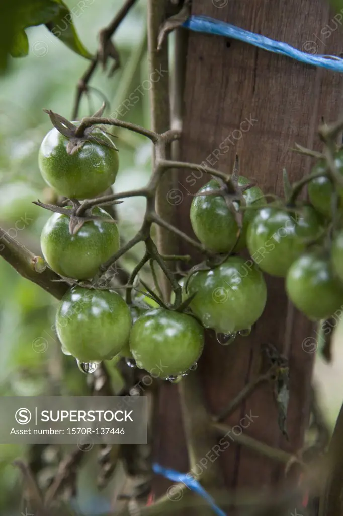 Detail of green tomatoes growing on a vine