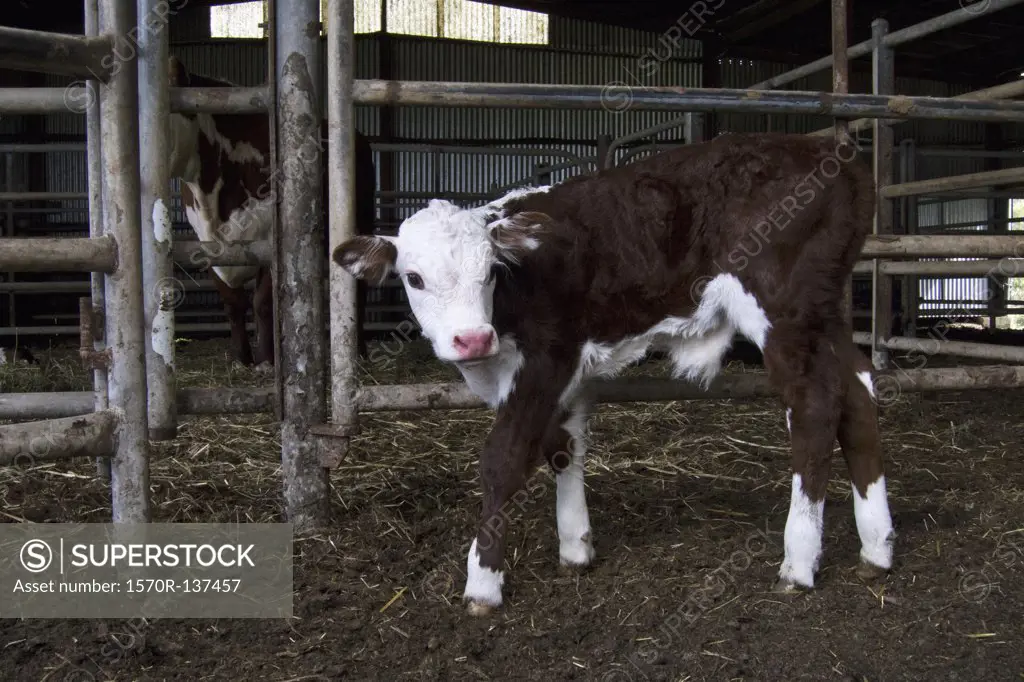 A calf standing in a barn