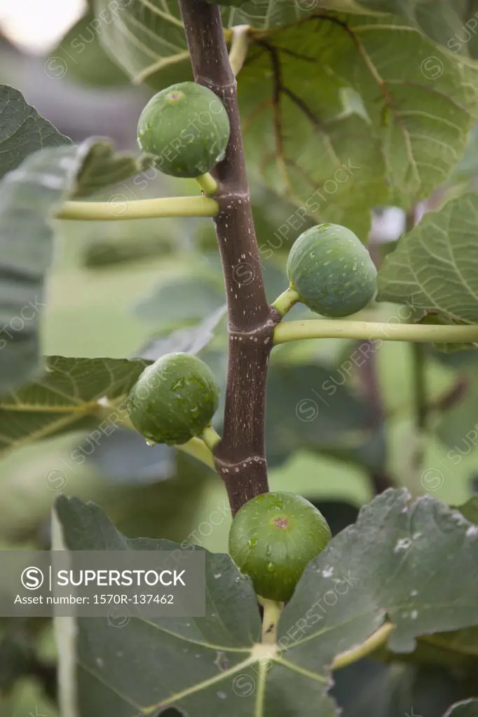 Detail of figs growing on a tree