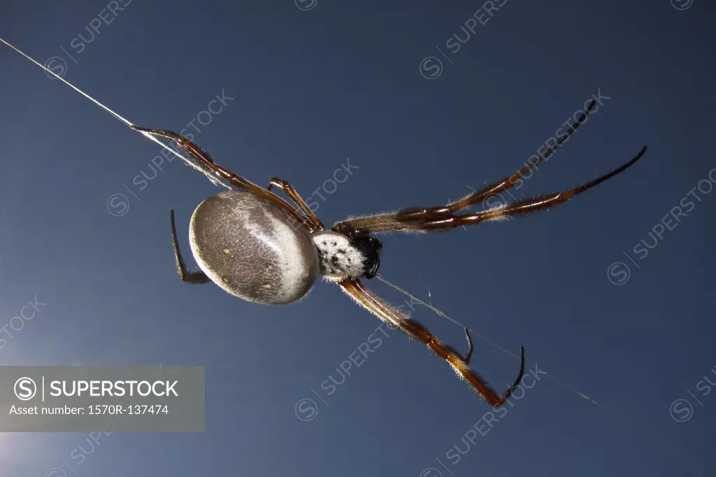 A spider crawling down a web