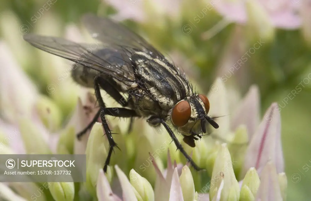 A house fly (Musca domestica) perching on a flower