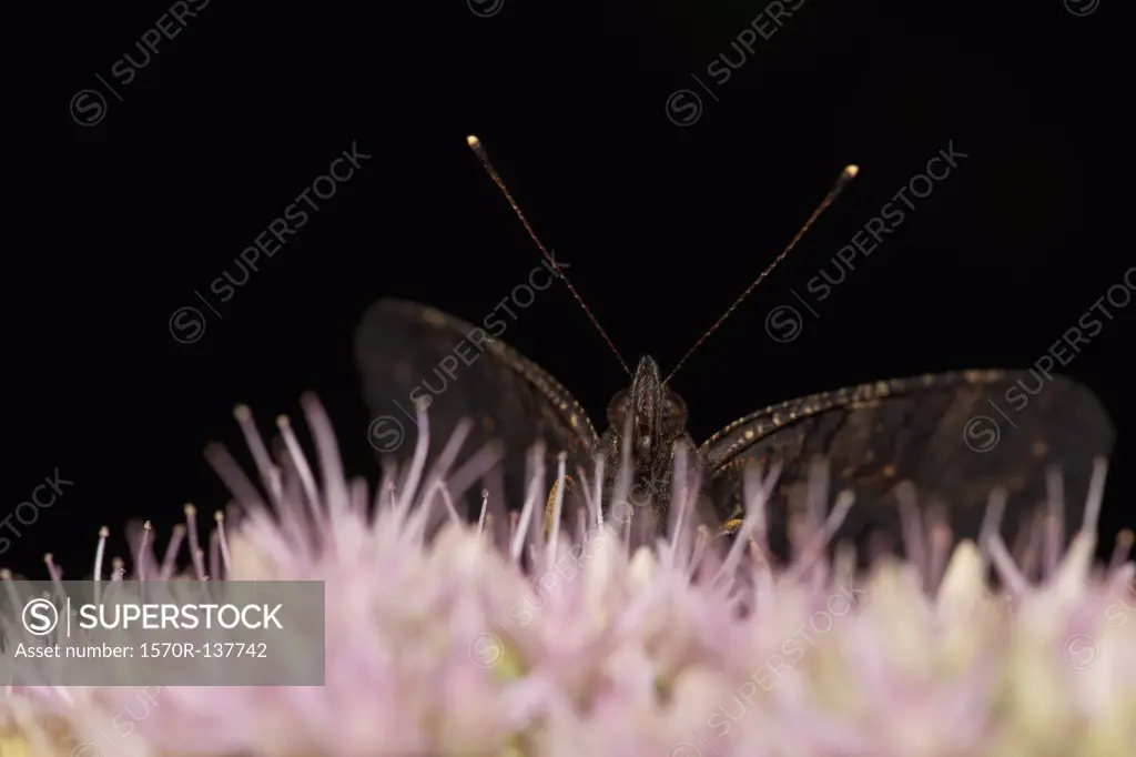 The European Peacock butterfly (Inachis io) on a flower