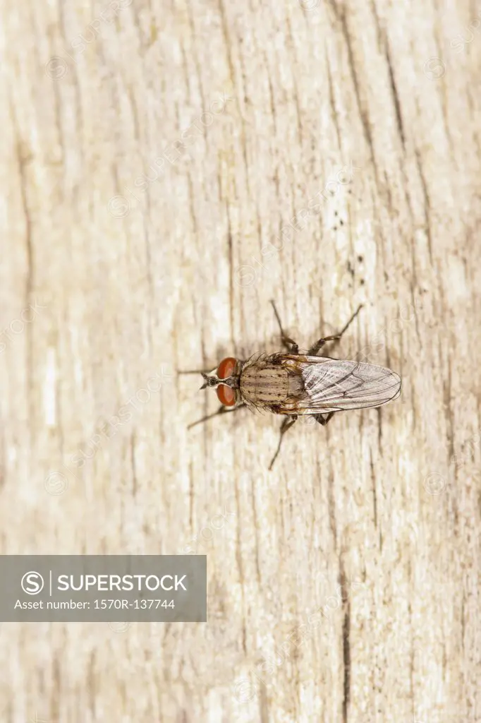 A house fly (Musca domestica) standing on a piece of deadwood