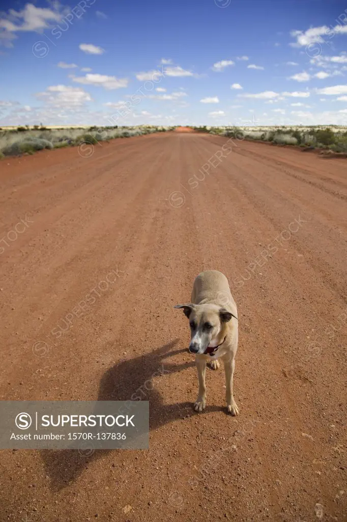 A dog standing on a dirt road looking away