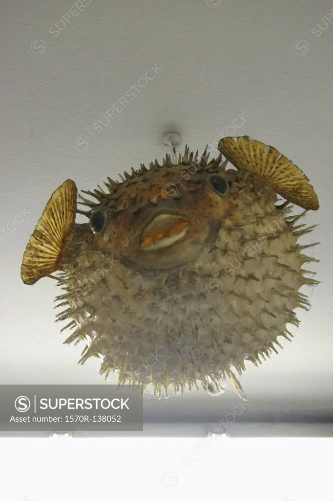 A puffer fish light fixture hanging from the ceiling