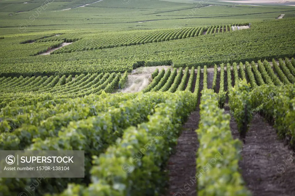Rolling hills of a vineyard