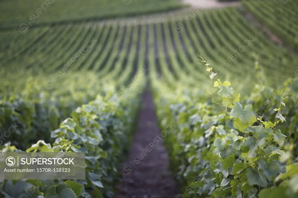 Downhill vineyard