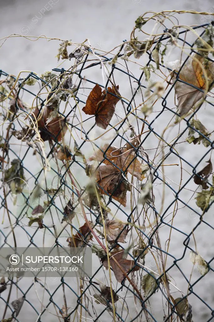 Dead leaves on wire fence