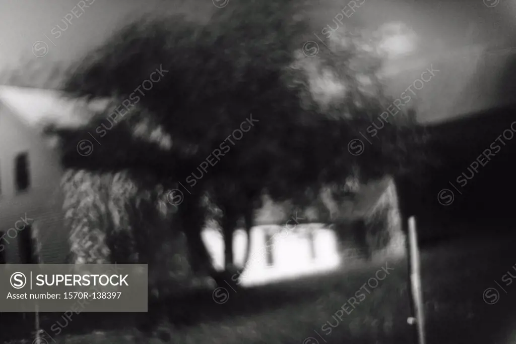 Blurred focus of a tree and white house