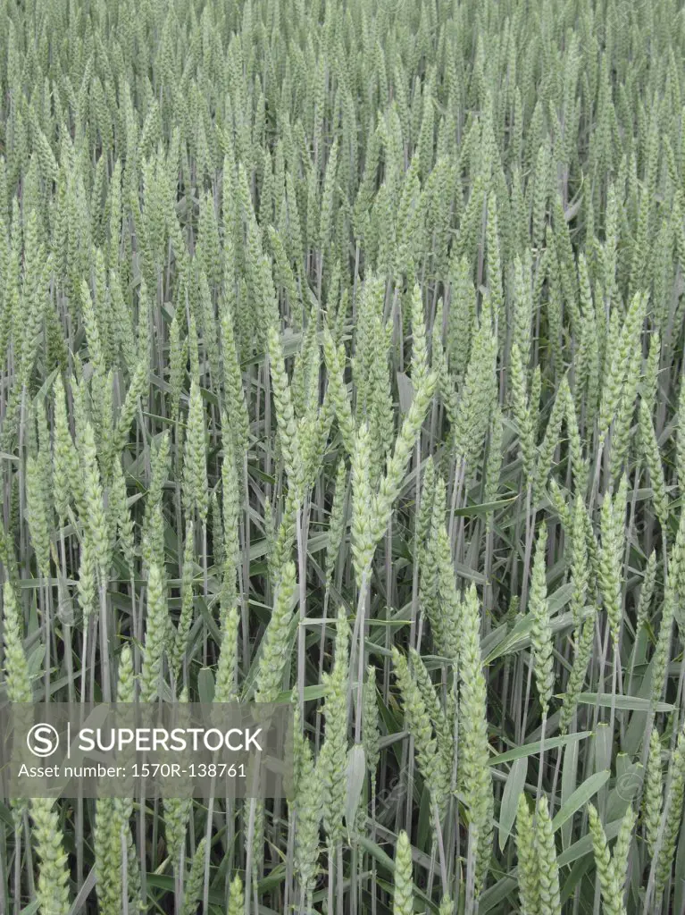 Detail of wheat growing in a field