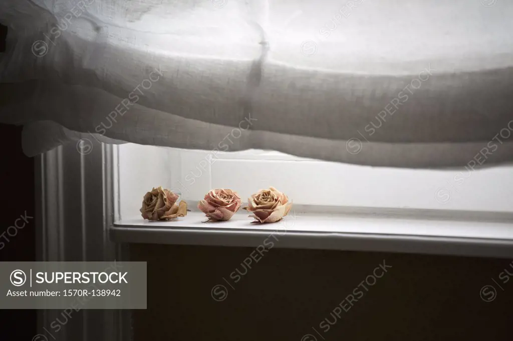 Dried roses on a windowsill