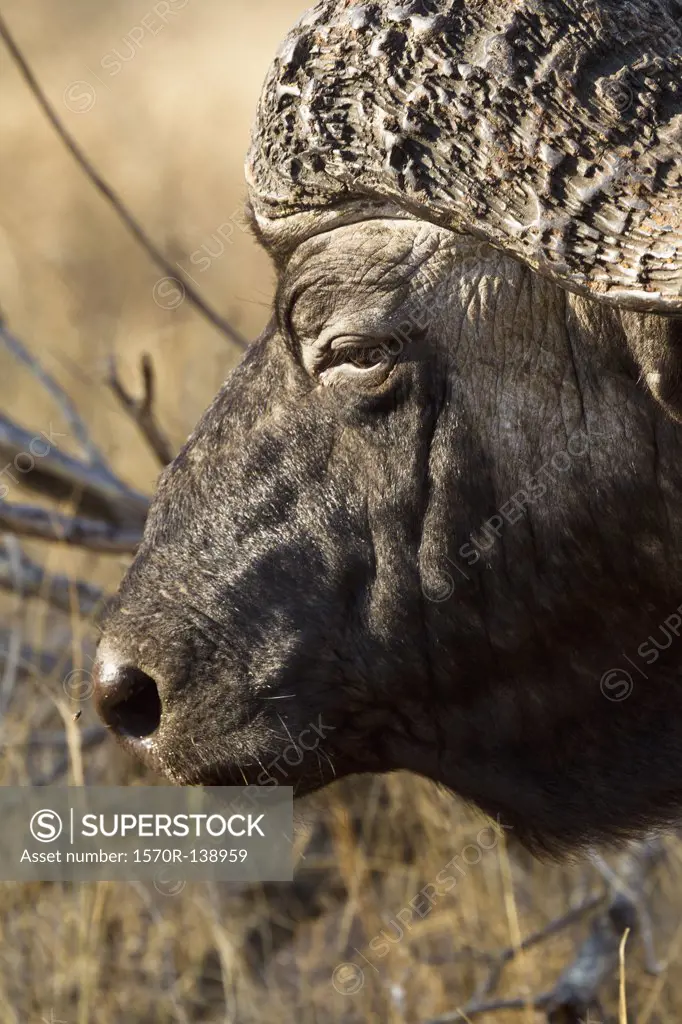 An African Buffalo, close-up headshot