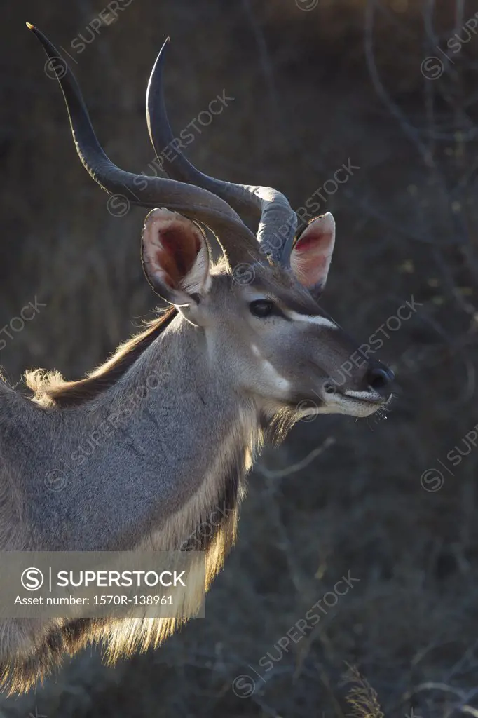 An antelope looking away, side view, head and shoulders