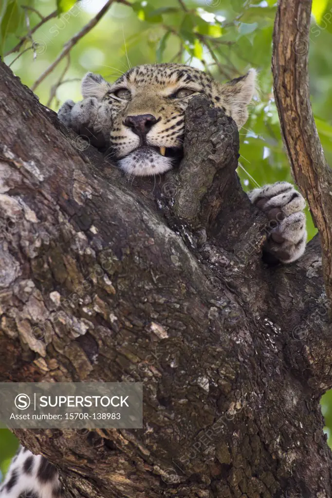 A leopard rubbing its face against tree bark