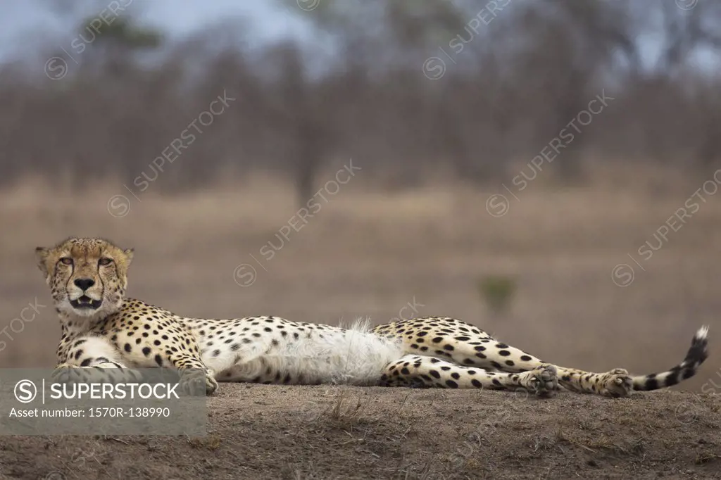 A cheetah lying down, looking at camera