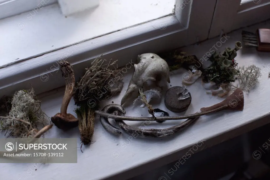 Various dried plants and artifacts on a window sill