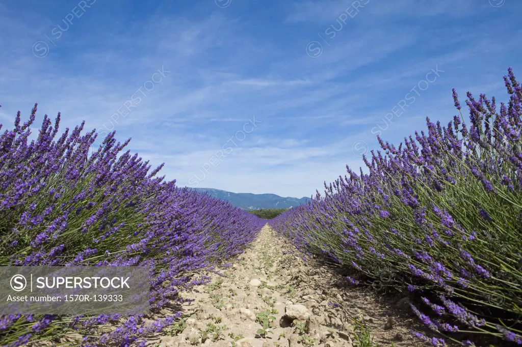 Cultivated lavender growing in a field