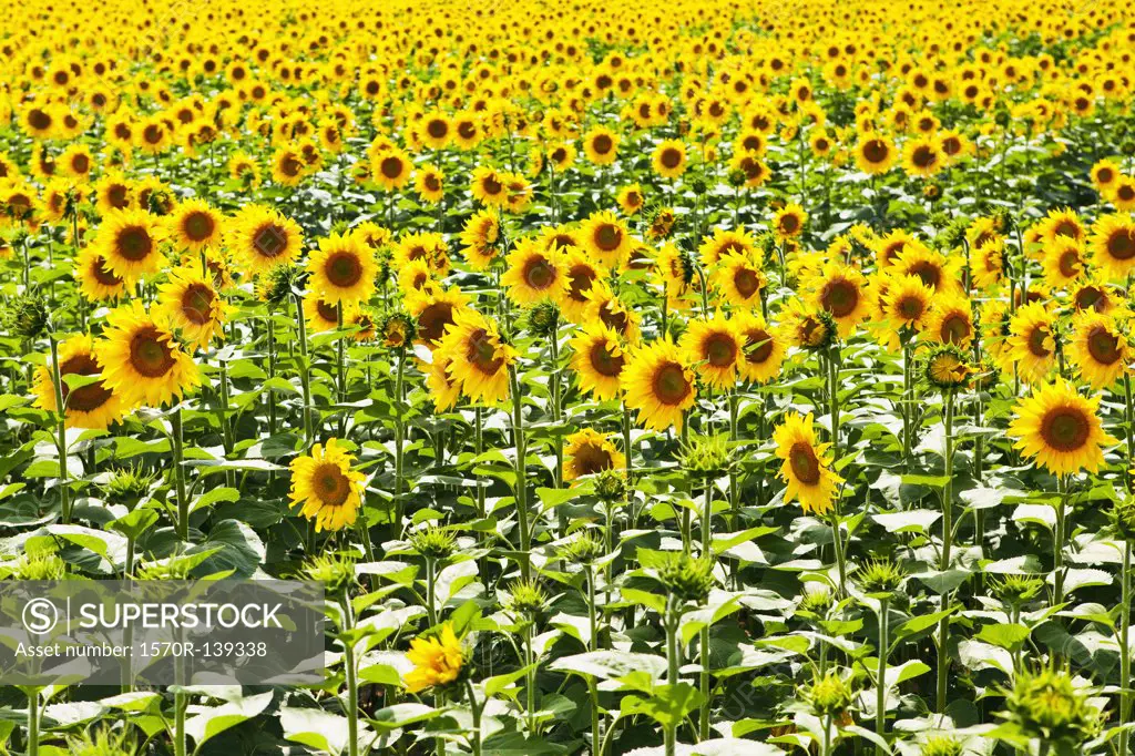 A field of sunflowers