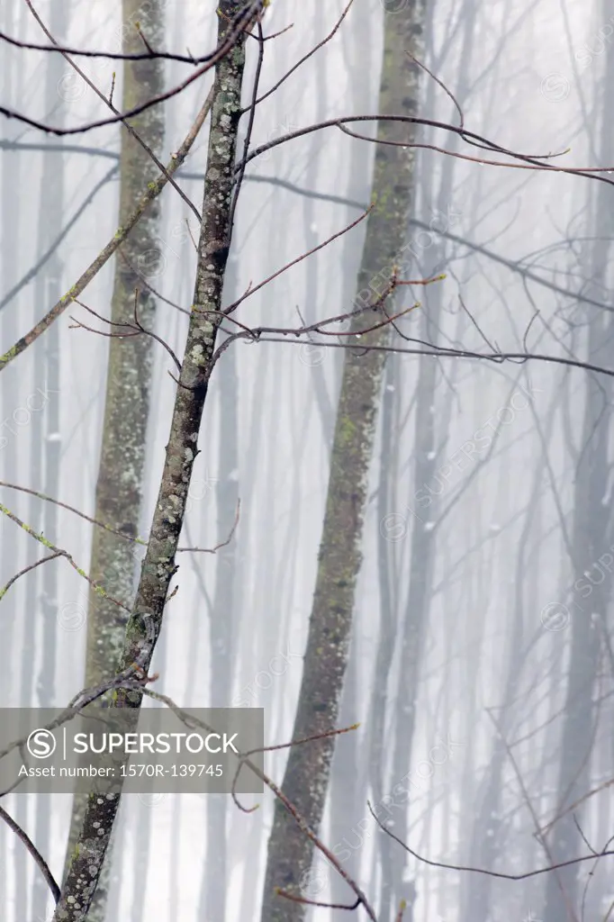 Hazy winter forest