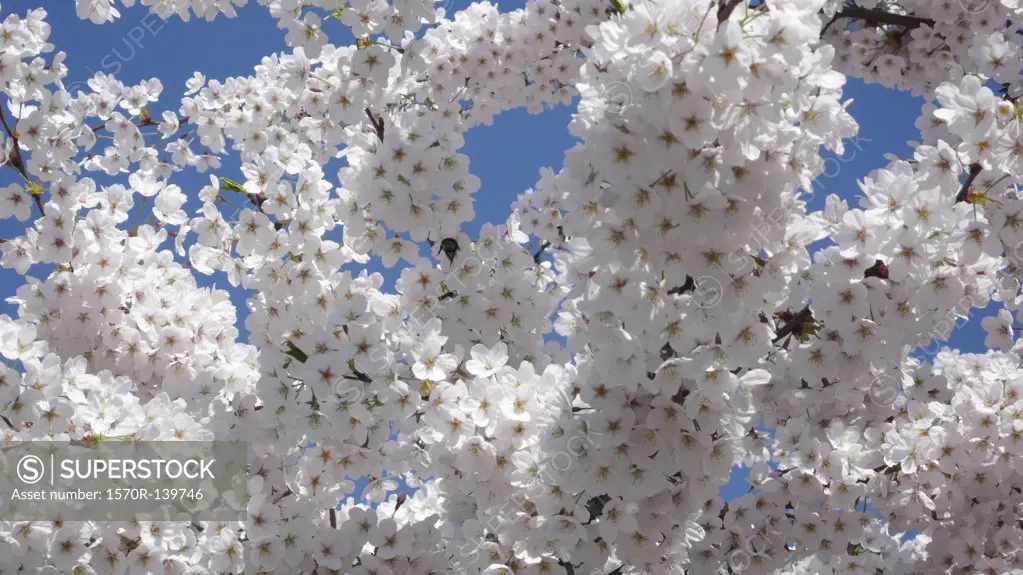Apple blossom flowers against blue sky