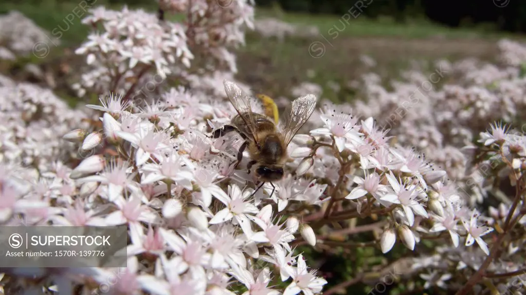 Bee on apple blossom tree