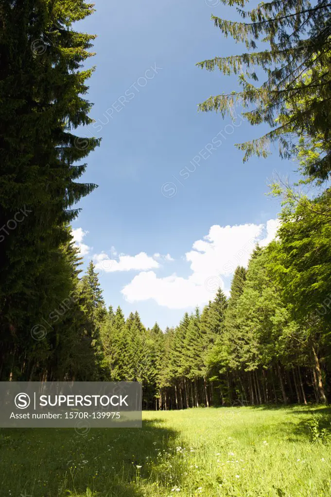 A clearing amongst a forest of pine trees, Wolfratshausen, Germany