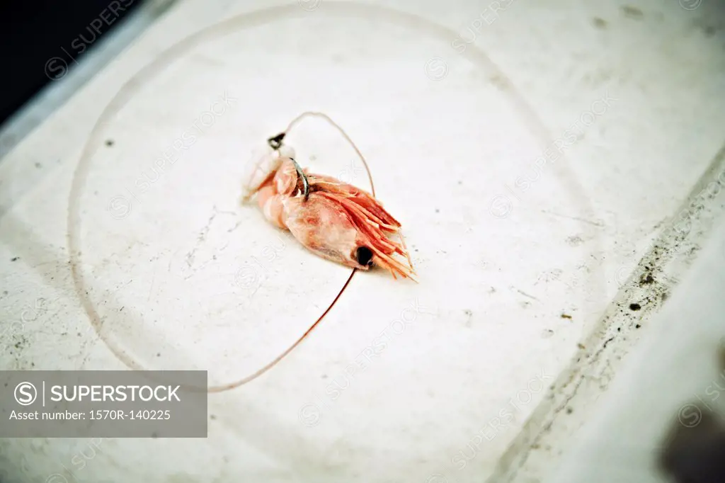 A shrimp with a fishing hook through it used as bait, Avacha Bay, Russia