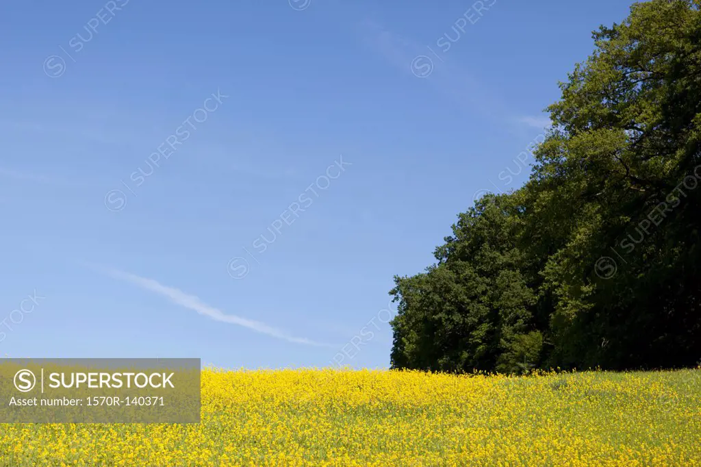 A field of flowering rapeseed (Brassica napus)