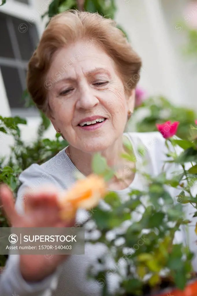 A senior woman gardening