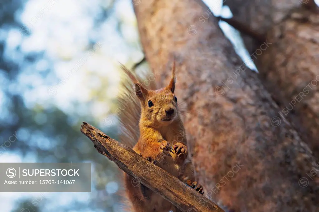 A squirrel in a tree