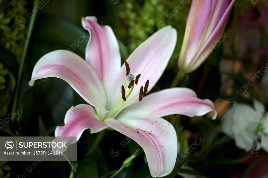 Flower blooming, Easter Lily (Lilium Longiflorum)