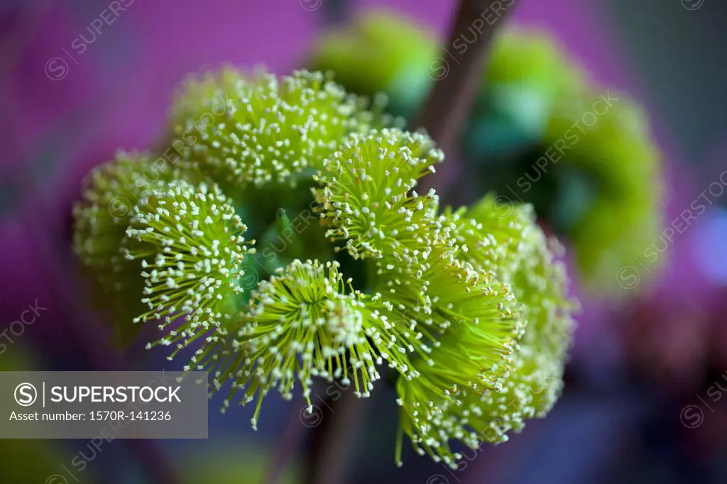 Close up of flowers (Eucalyptus cordata)