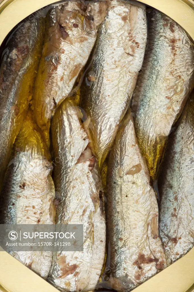 Packed sardines in a can