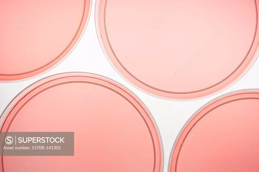 Four petri dishes with pink liquid