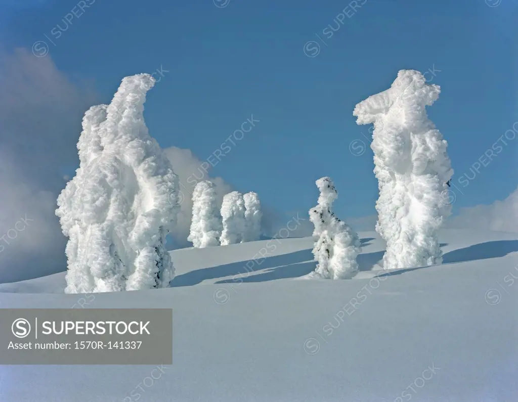 Trees covered in snow on a mountain slope, Mount Seymour, Vancouver, British Columbia, Canada