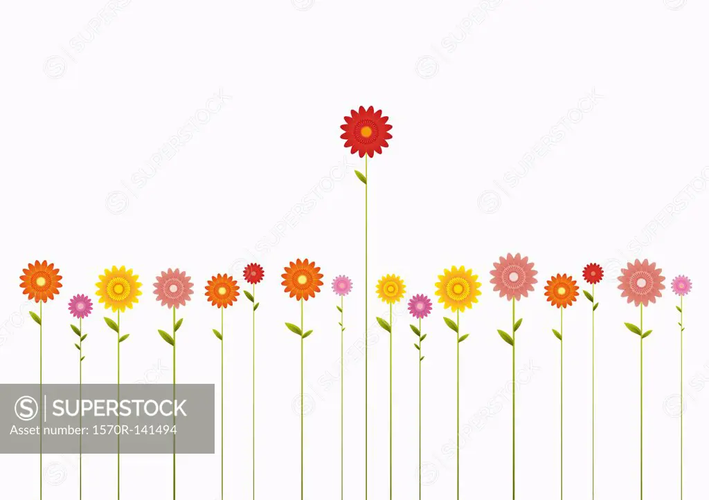 A row of various colored Gerbera Daisies and one towering above them