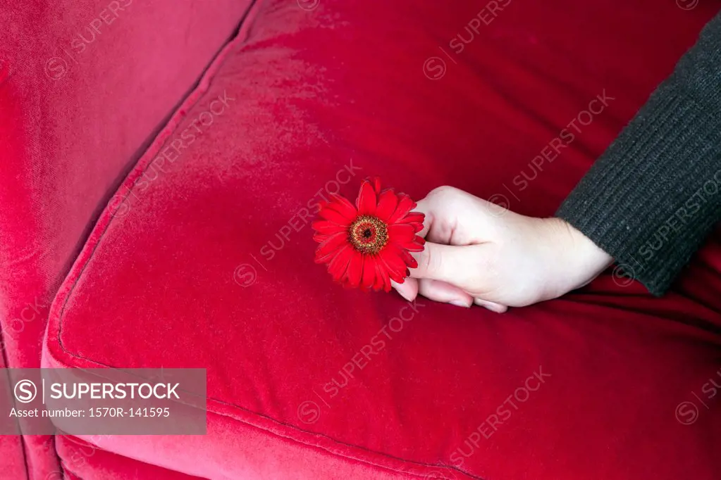 A hand holding a dark pink Gerbera Daisy on a dark pink sofa