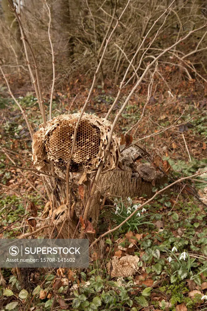 Wild paper wasp nest on branches