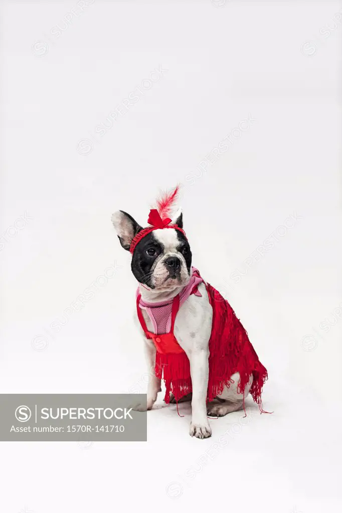 A French Bulldog wearing a red flapper costume