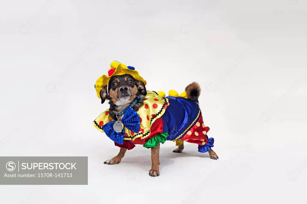 A mixed Chihuahua wearing a brightly colored clown costume