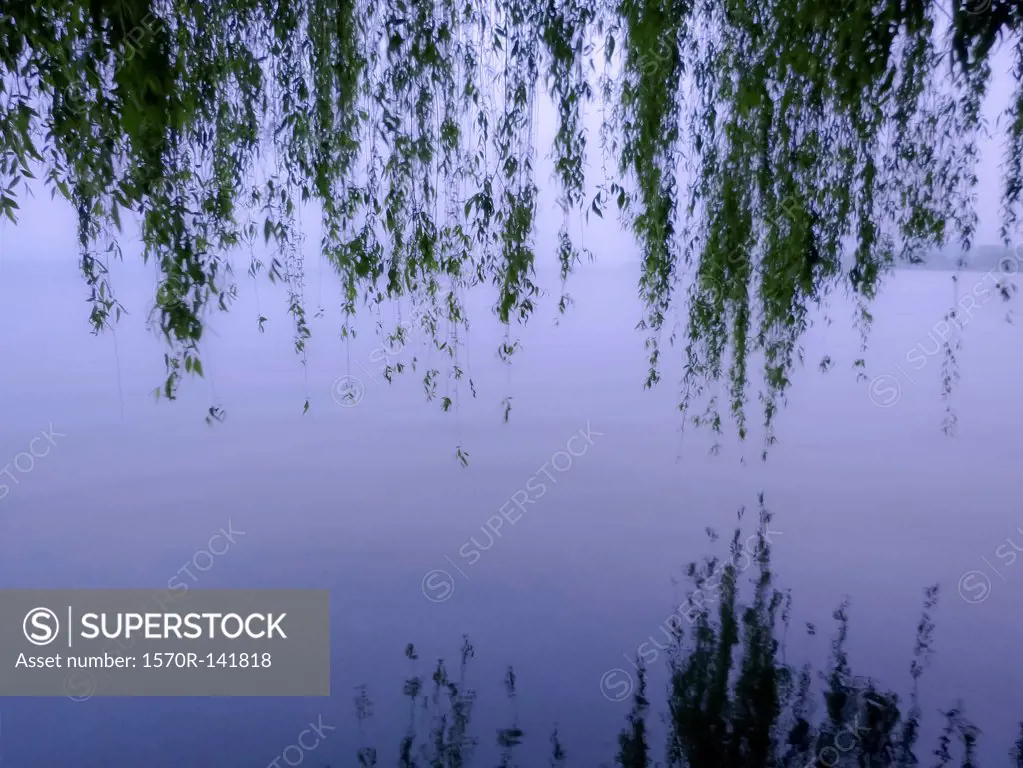 Weeping willow branches hanging over West Lake, Hangzhou, China