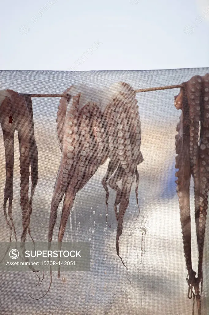 Octopuses drying under net outside