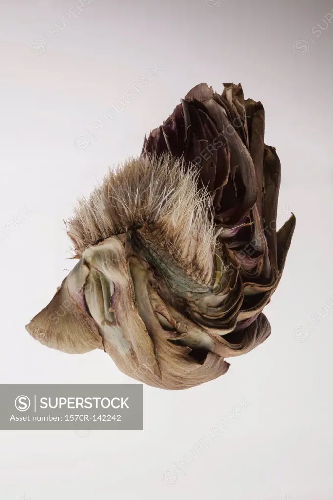 A piece of a raw artichoke